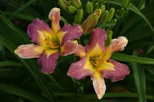 Nil Crane.webp