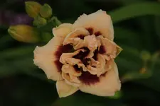 Roswitha.webp