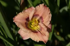 Siloam David Kirchhoff.webp