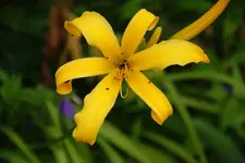 Sunstar.webp