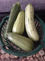 Zucchini.webp
