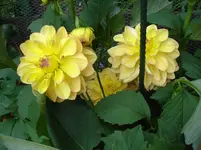 Melody Dora.webp