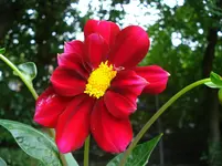 Namenlose rote Dahlie.webp