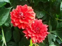 rote Schmuckdahlie.webp