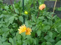 gelb-orange Schmuckdahlie.webp