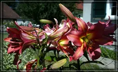 comp_DSC07087.webp