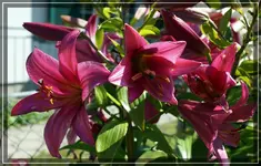 comp_DSC07088.webp