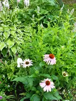 Echinacea_Rosa.webp