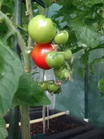 91.webp