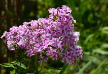 DSC_0013.webp
