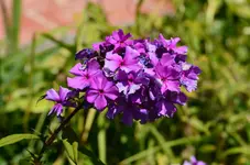 DSC_0023.webp