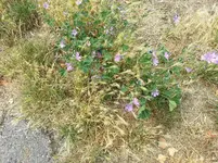 140628_Marksburg Gerste Wegmalve.webp
