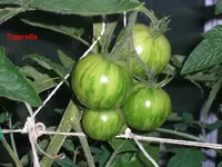 Tigerella.webp