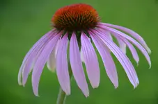 DSC_0001.webp
