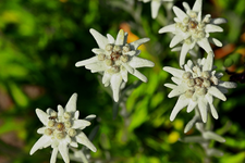 Enzian_weiss_grün_vier_makro_640.webp