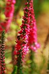 Salbei_pink_Wildbiene_Pollen_makro_600.JPG