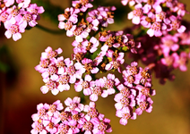 Schafgarbe_purple_makro_640.webp