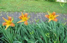 IMG_4904A.webp
