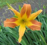 IMG_4905A.webp