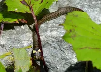 Ringelnatter Nachwuchs (11).webp