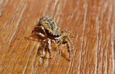 Spinne (2).webp