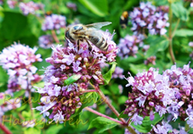 Bienchen.webp