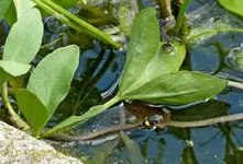 Ringelnatter Nachwuchs (2) - Kopie.webp