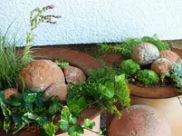 Schalen bepflanzt (1).webp