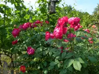 Benjamin Britten.webp