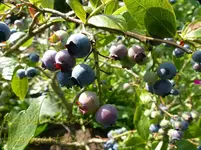 Heidelbeere.webp