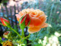 Scendet Whisper.webp