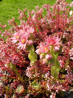 Semper Blüte.webp