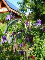 Staudenclemi.webp