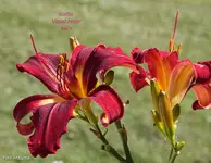IMG_2774.webp