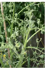 Tomaten3.webp