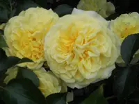 045.webp