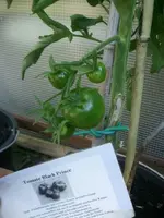 Black Prince.webp