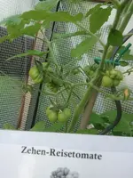 Reisetomate.webp