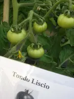 Tondo Lisco.webp