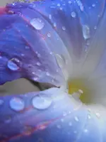 707.1 Königswinde Blüte 06.07 (1).webp