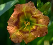 bells appeling.webp