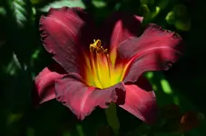 dunkelrotesgeschenk.webp