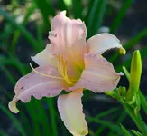 rosageschenk2.webp