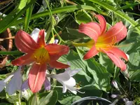 cara mia2_1024x768.webp