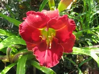 red grace1_1024x768.webp