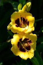 unbekanntrotesauge.webp
