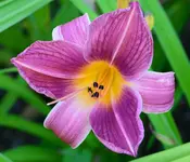 Lilavilla.webp
