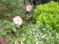 SAM_4882.webp