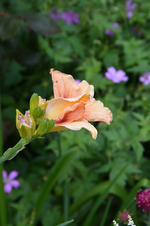 DSC_1998.JPG