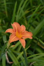 DSC_2007.JPG